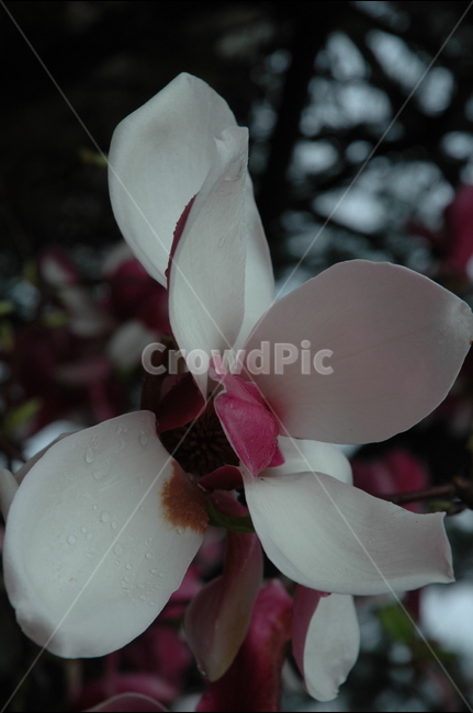 자목련,자옥란,목련,lilymagnolia,magnolialiliifloradesr,식물,자연,plants,nature,꽃,flower