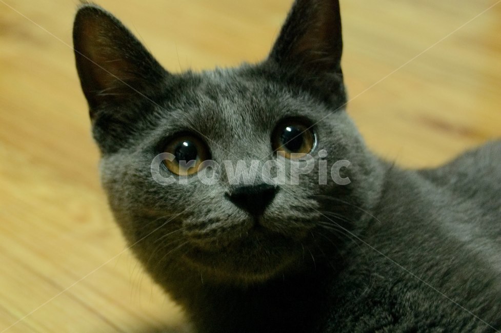 cat,고양이,동물,러시안블루,회색고양이,동물,animal,포유류,mammal,고양이,cat,kitten,kitty