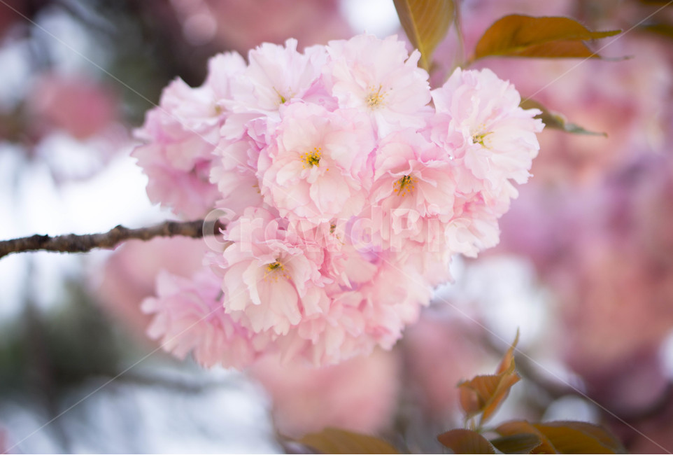 겹벚꽃,왕벚꽃,핑크,봄,하늘,풍경,계절,spring,season,식물,자연,plants,nature,꽃,flower,보라매공원,봄,계절,spring,season,식물,자연,plants,nature,꽃,flower,plant,blossom