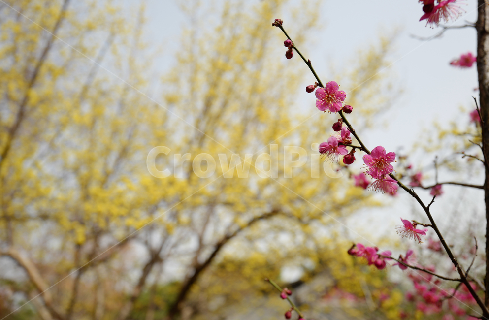 매화,홍매화,꽃,봄꽃,flowerx,봄,계절,spring,season,식물,자연,plants,nature,꽃,flower,plant