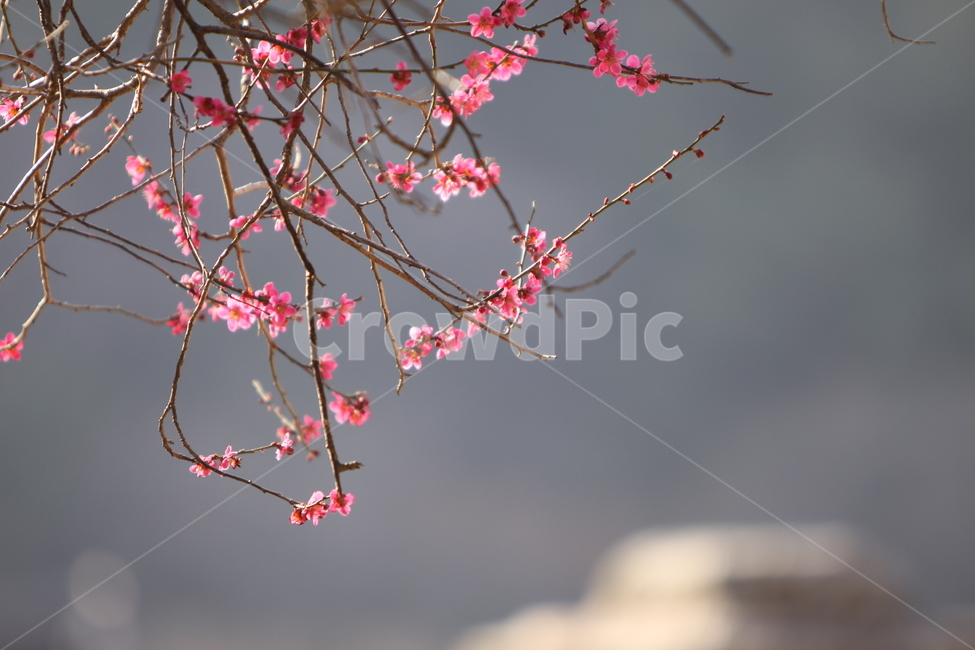 전남,구례,화엄사,흑매,매화꽃,사찰,각황전,4월,꽃,빛,봄,계절,spring,season,식물,자연,plants,nature,꽃,flower,plant,blossom