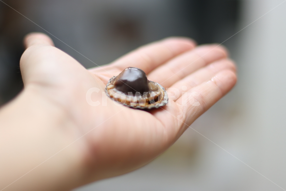 조개,참꼬막,꼬막,손,손바닥