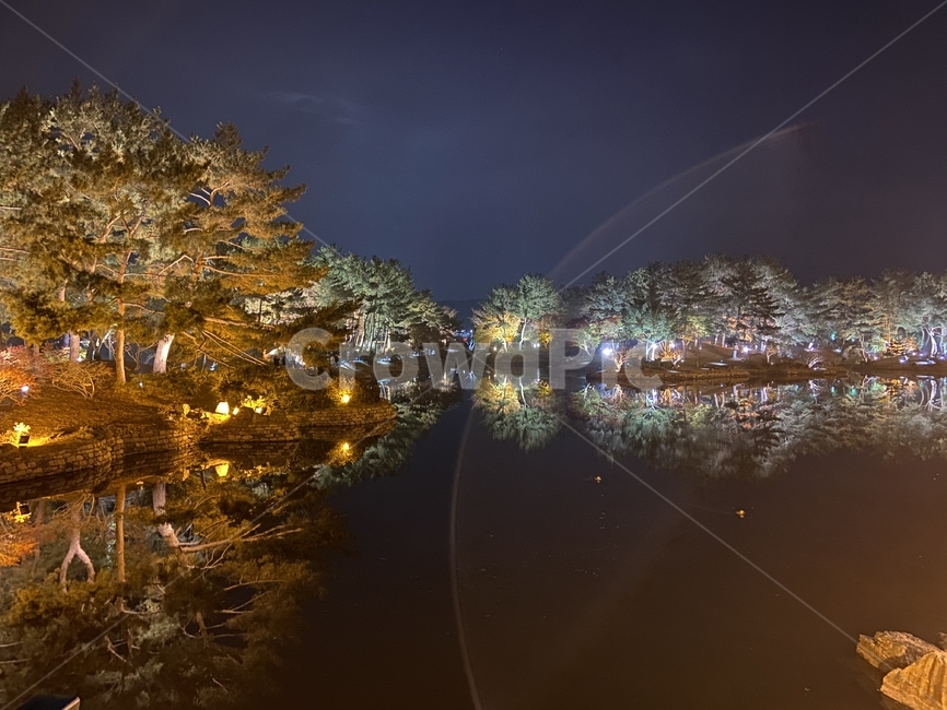 동궁과월지,야경,감성사진,자연,식물,plant,tree,나무,풍경,scenery,outdoors,경치