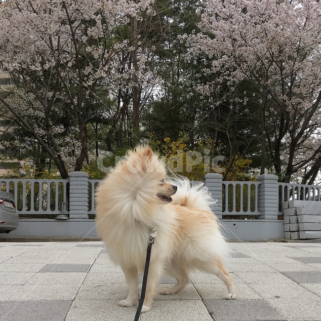 옆모습,강아지,개,반려견,포메라니안,마실,동네,산책,꽃,봄,벚꽃,봄,계절,spring,season,동물,animal,포유류,mammal,개,강아지,dog,doggy