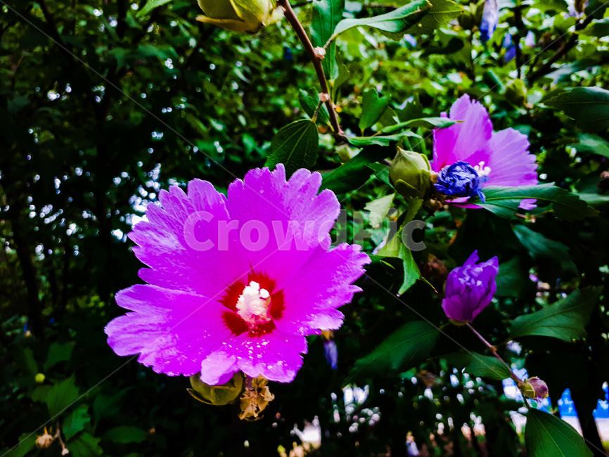 무궁화,꽃,나라꽃,대한민국,한민족,나무,관목,식물,분홍색꽃,나뭇잎,이파리,잎사귀,꽃봉오리,컴퓨터배경사진,배경사진,배경,풍경사진,백그라운드,배경이미지,풍경이미지,엽서사진,꽃,flower