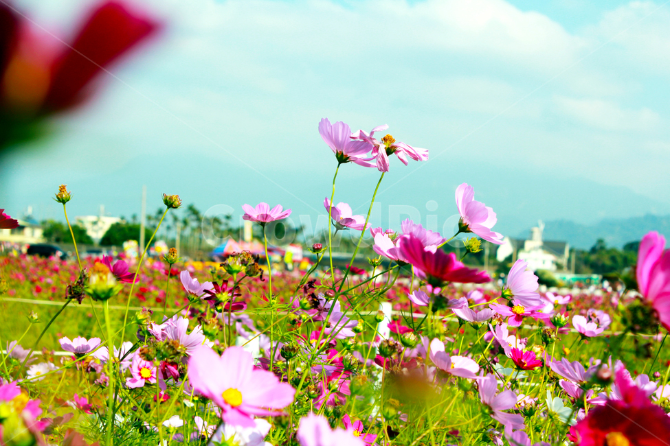 코스모스,cosmos,flower,식물,plant,꽃,blossom,꽃잎,자연,가을,계절