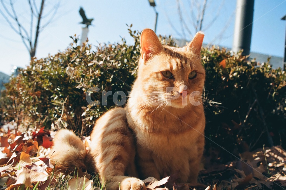 동물,고양이,포유류,animal,cat,kitten,표정,face,감성사진,감정,emotion,nature,자연,동물,animal,포유류,mammal,고양이,cat,kitten,kitty,감성,sensible,feeling