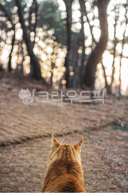 stray cat,cat,animal,back,pet
