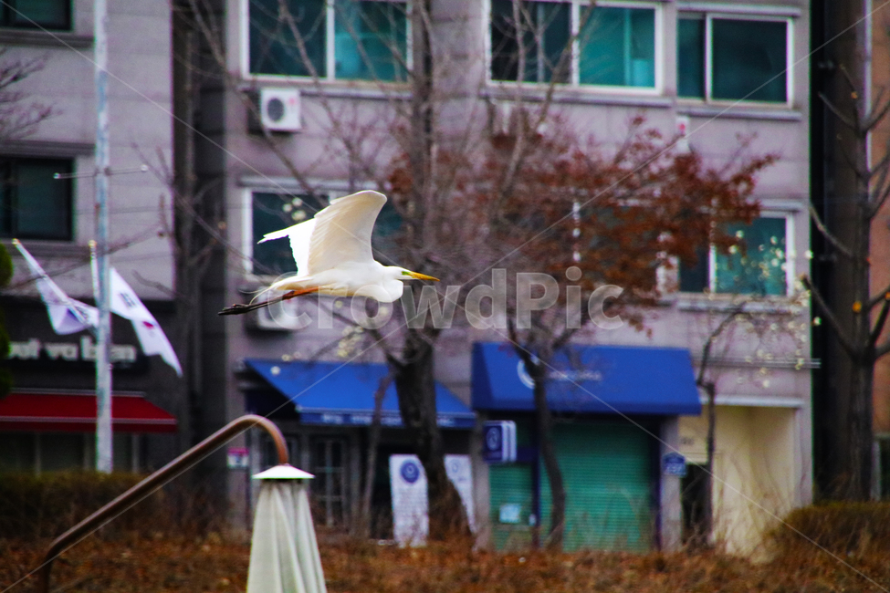 조류,새,날개,부리,학,두루미,백로,동물,animal,조류,새,birds