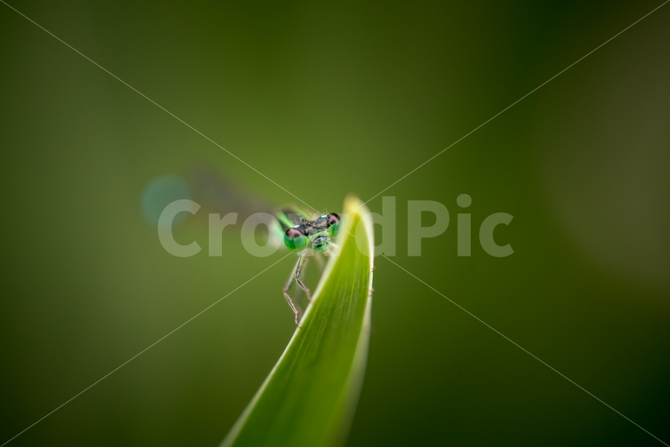 자연,풍경,곤충,잠자리,실잠자리,접사,nature,landscape,insect,dragonfly,damselfly,동물,animal,곤충,벌레,insect,bug