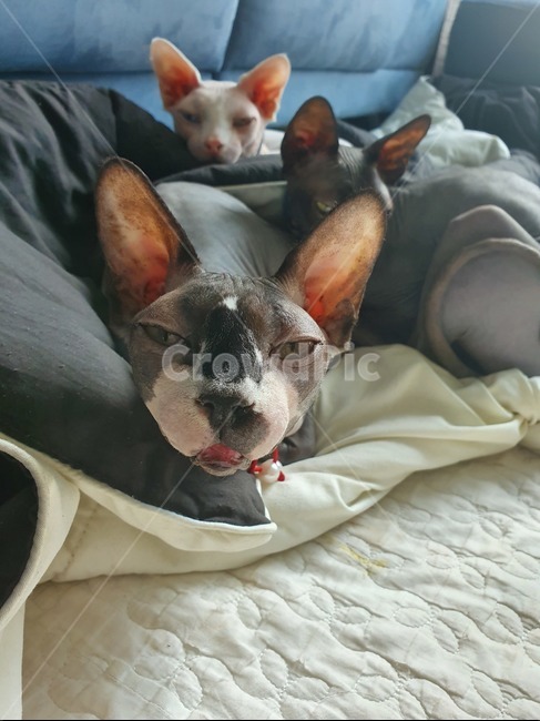 반려묘,스핑크스,냥이,고양이,야옹