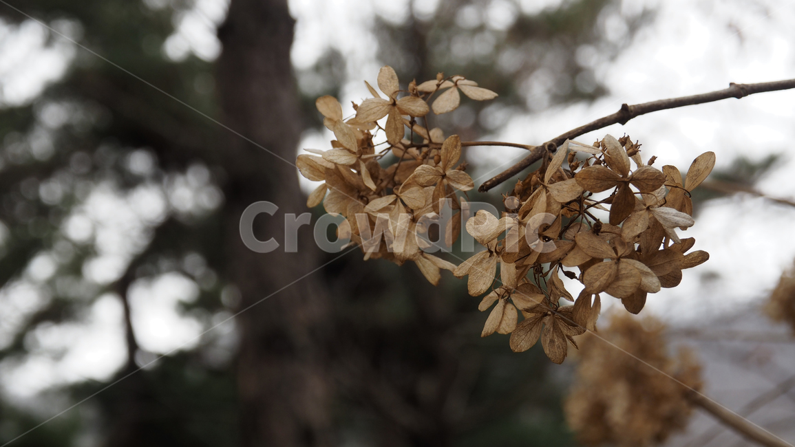야생화,식물,야외,wildflower,plant,outdoor