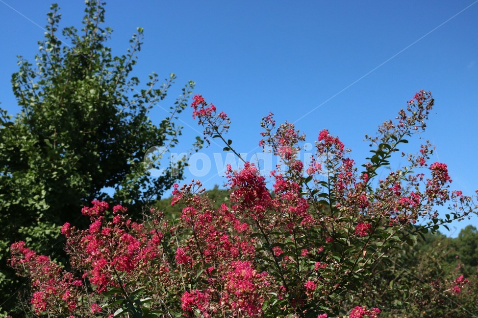 꽃,식물,분홍,하늘,구름,자연,파랑,흰색,flower,hana,plants,shokubutsu,pink,pinku,sky,sora,cloud,kumo,nature,blue,ao,white,shiro,나무,초록,tree,ki,green,midori,식물,자연,plants,nature,꽃,flower