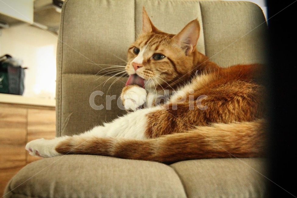 고양이,고양이세수,애완동물,귀여운고양이,거대묘,동물,animal,포유류,mammal,고양이,cat,kitten,kitty