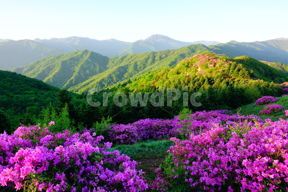 지리산,팔랑치,철쭉,봄,국립공원,봄,계절,spring,season,자연,풍경,nature,landscape,outdoors,옥외,mountain range,산맥,mountain,산