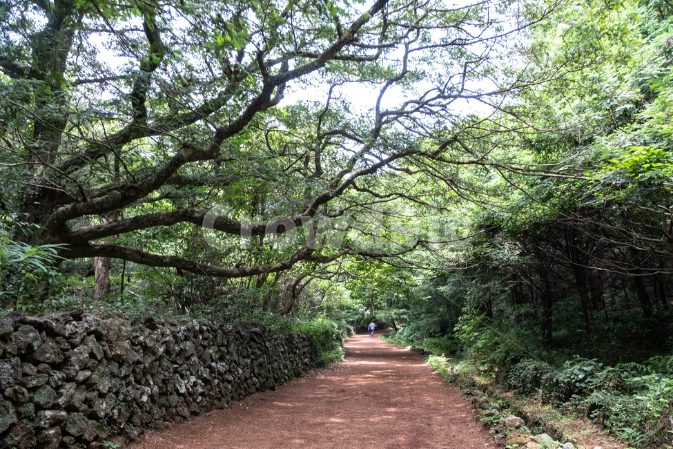 자연,제주,제주도,섬,nature,돌담,나무,숲,비자림,삼림,outdoors,garden,길,산책길,쉼,휴식,자연,풍경,nature,landscape,식물,plants,나무,trees,wood,정원,옥외