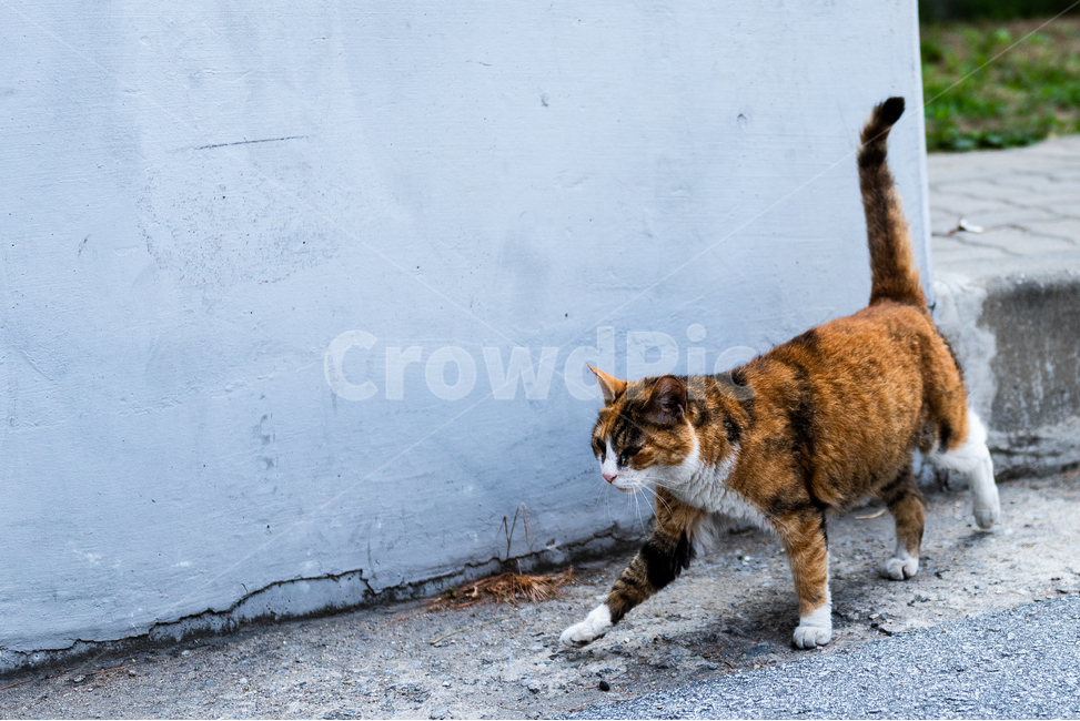 동물,포유류,고양이,코리안숏헤어,코숏,동물,animal,포유류,mammal,고양이,cat,kitten,kitty