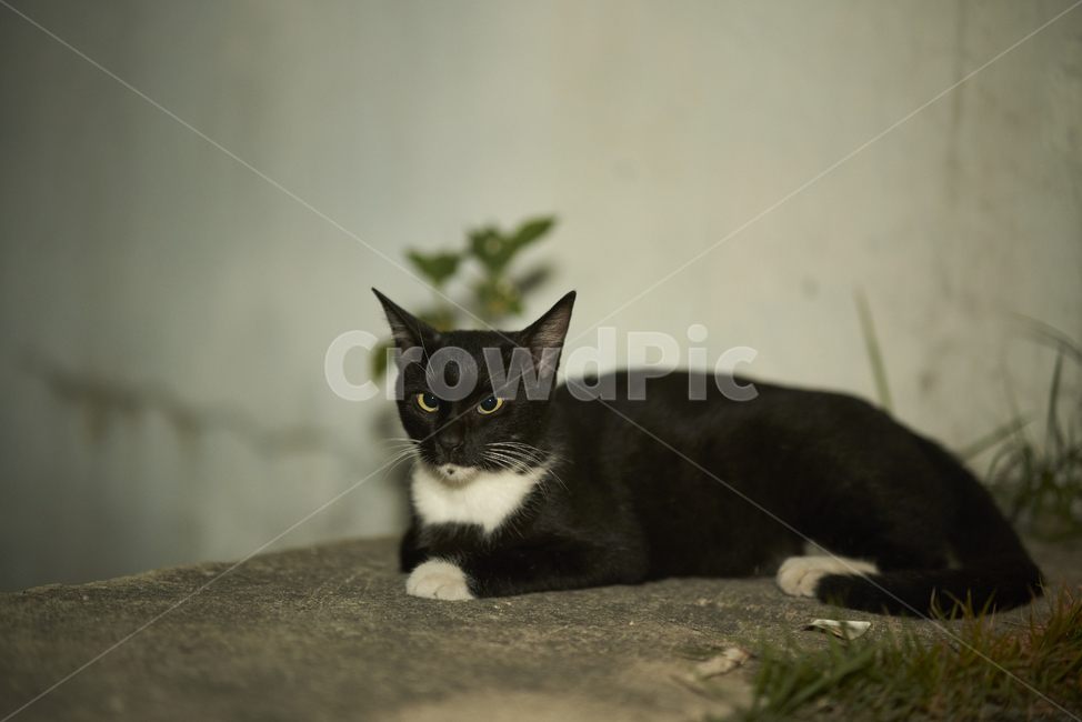 mammal,포유류,pet,animal,동물,cat,고양이,길냥이,길고양이,귀여운,동물,animal,포유류,mammal,고양이,cat,kitten,kitty