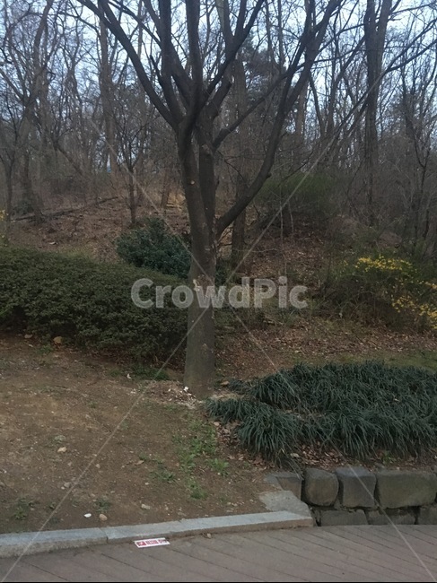 숲,나무,뒷산,겨울,잔디