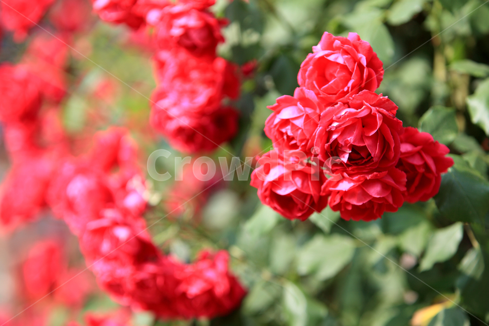 장미,장미꽃,장미축제,여름,꽃,식물,장미공원,rose,빨간장미,노랑장미,여름식물,5월,5월꽃,로즈데이,식물,자연,plants,nature,꽃,flower