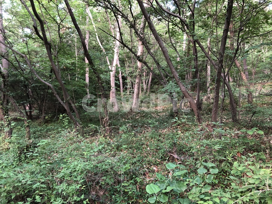 숲,초록,풀,숲길,흙길,나무