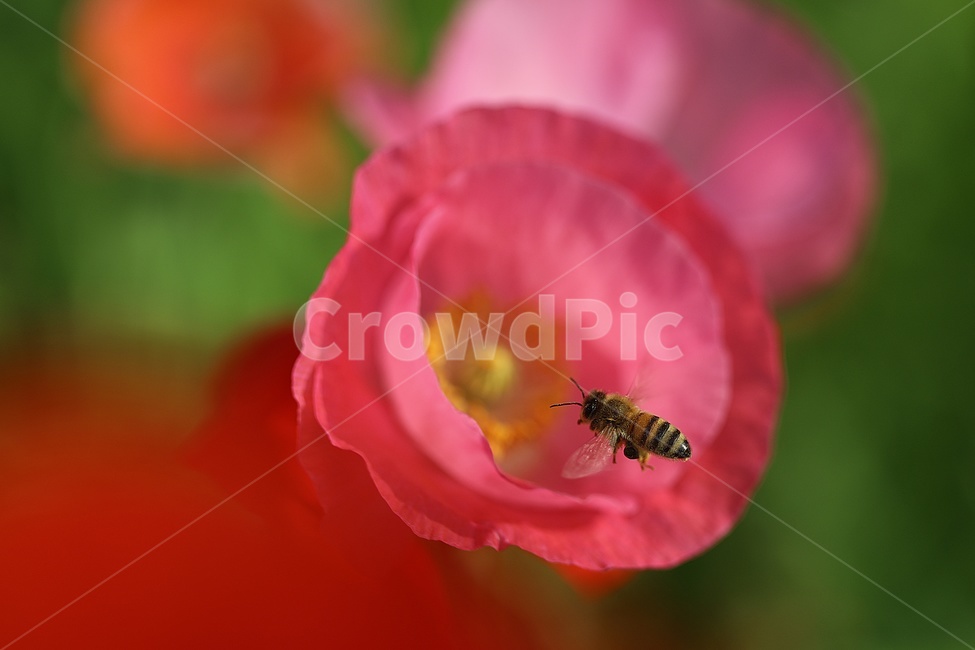 양귀비,양귀비꽃,식물,벌,여름꽃,식물,자연,plants,nature,꽃,flower,동물,animal,곤충,벌레,insect,bug