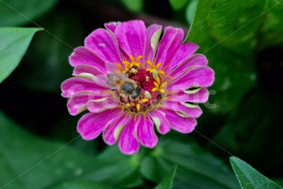 벌,꽃,꿀벌,식물,동물,식물,자연,plants,nature,동물,animal,곤충,벌레,insect,bug,꽃,flower