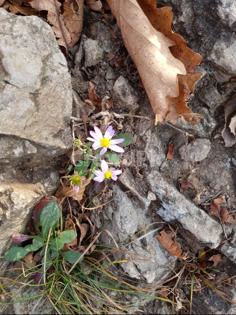 꽃,낙엽,돌,자갈,풀,잔디,잡초,산,정상,겨울,핑크,들꽃,흙,plant,식물,leaf,잎,ground,바닥,꽃,flower