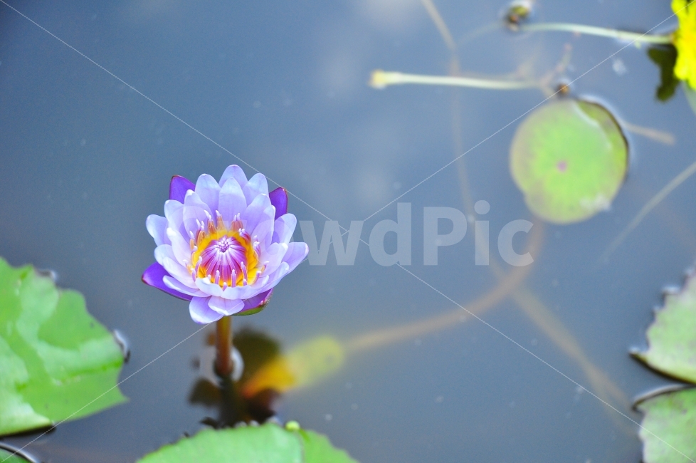 춘천,제이드가든,연꽃,꽃,물,가을,자연,연꽃잎,보라색,jadegarden,여행,trip,flowers,water,pond,lotus,nature,식물,자연,plants,nature,꽃,flower