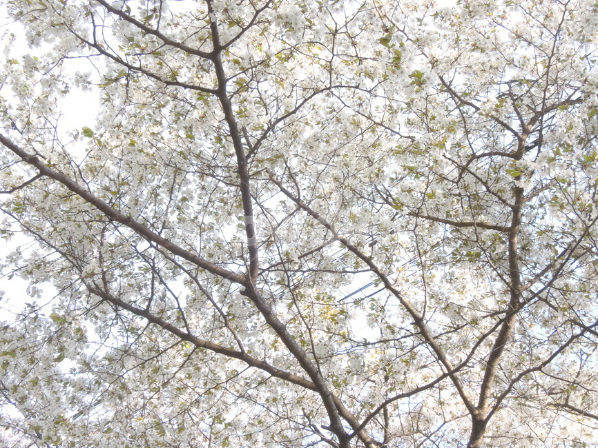 봄,벚꽃,나뭇가지,하늘,계절,자연,꽃잎,spring,cherryblossom,sky,season,flower,branch,tree