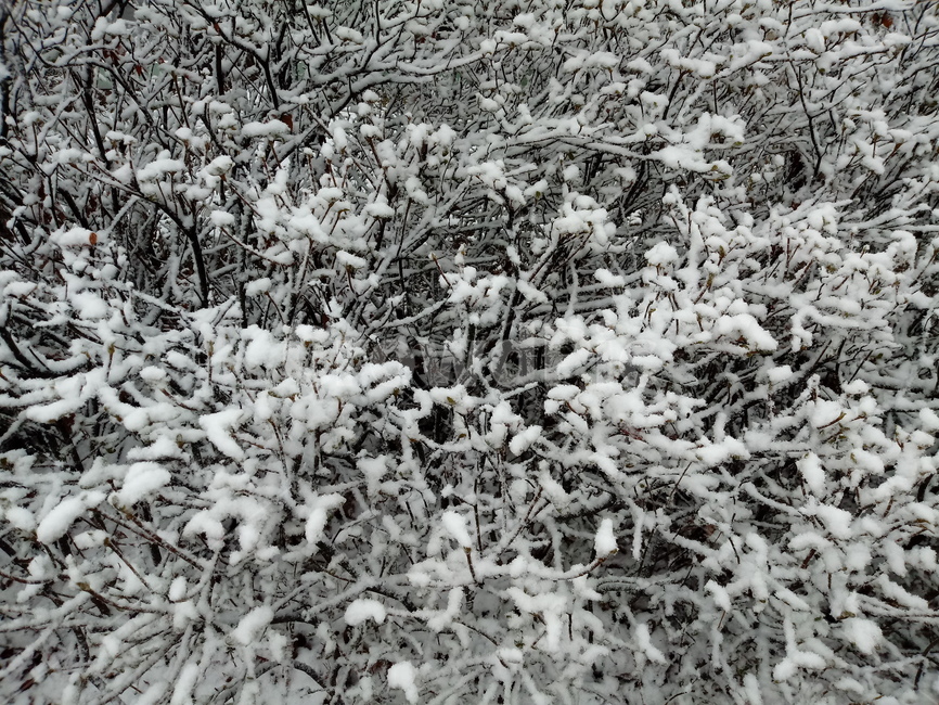 눈,설경,나무,나무가지,snow,하얀눈,자연,옥외,nature,winter,겨울,겨울,계절,winter,season