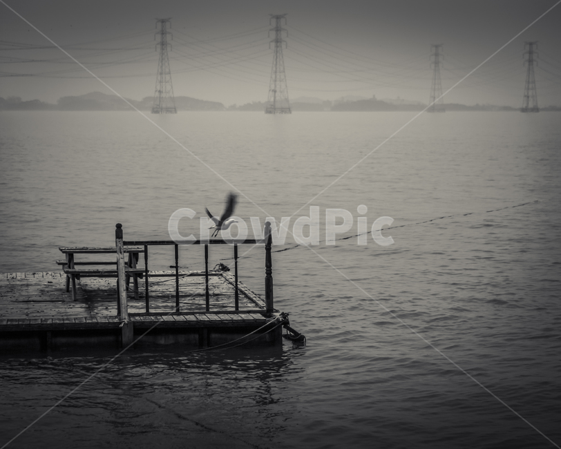 서해,바다,갈매기,흑백,새,동물,animal,조류,새,birds,흑백,모노톤,monochrome,black and white