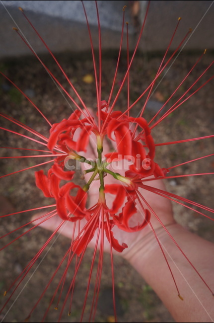 손,빨간,자비,꽃,그레빌레아,식물,자연,plants,nature,꽃,flower