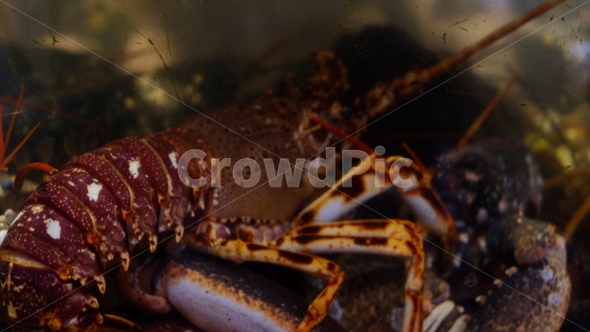 식당,랍스타,메뉴,음식,시장,시장,마트,마켓,market,mart,market place,수산물,해산물,fishery products,seafood