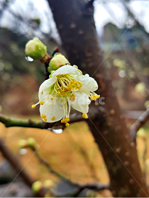 매화꽃,매화,꽃,flower,plant,식물