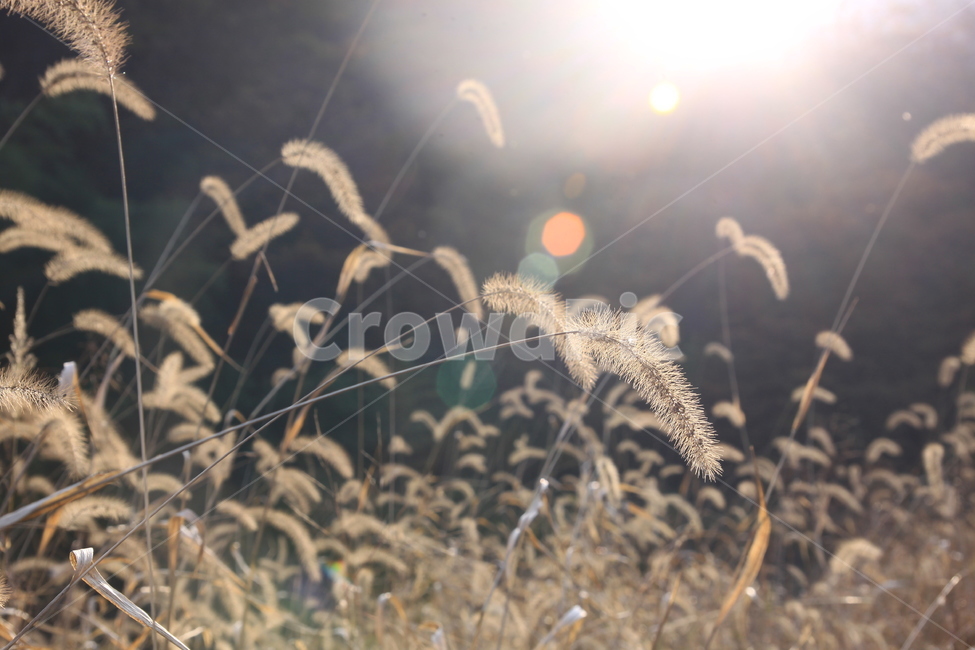 강아지풀,역광,석양,풀,가을,빛,감성,가을,계절,fall,autumn,season,식물,자연,plants,nature,감성,sensible,feeling,plant,grass,잔디,lawn,reed,갈대