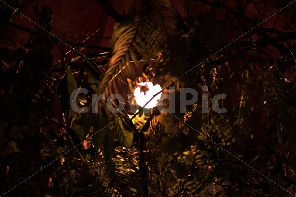 스냅,숲,카페,분위기,감성,야경,밤,풍경,nightscape,night,landscape,light,빛,flare,플레어