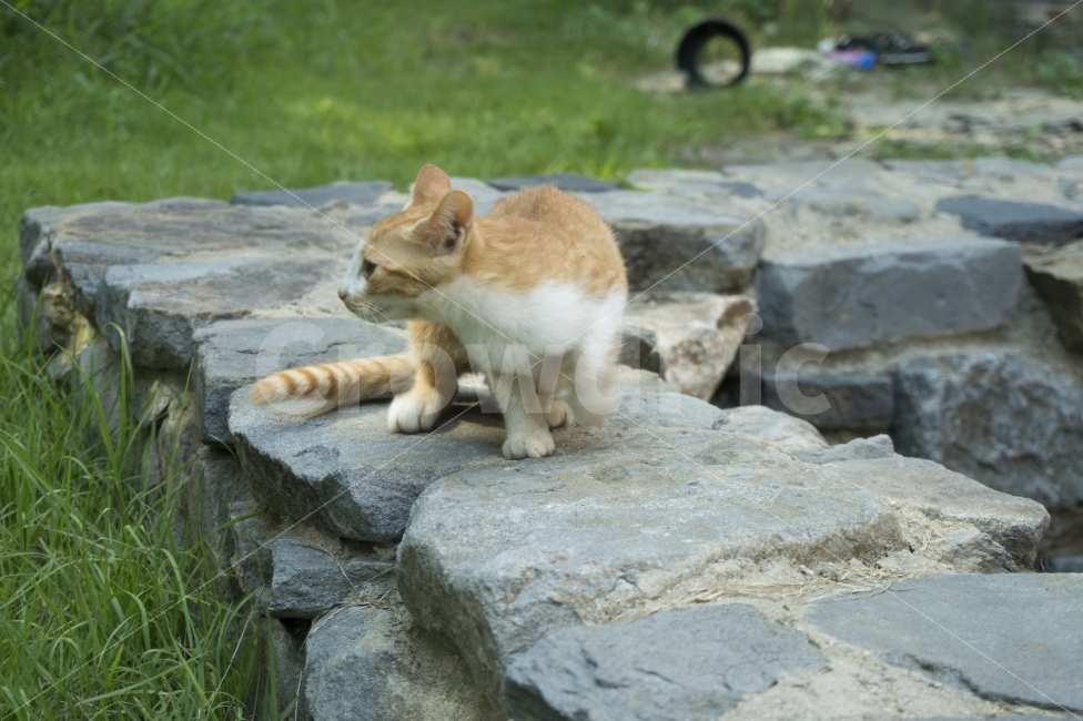 고양이, 동물, 새끼고양이, 애완동물,작은고양이, 어린고양이, 사진, 작은동물, 귀엽고, 어린, 가정, 흰색, 털, 배경, 포유류, 아름답고, 예쁘고, 재미있고, 작고, 정면, 자연, 발, 줄무늬, 스튜디오, 작은고양이, 수염, 회색, 얼굴, 검은색, 갈색, 호기심, 잔디밭, 콧수염, 햇살, 공원, 바위, 정원, 산책, 옥외, 초록, 하나, 여름,동물,animal,포유류,mammal,고양이,cat,kitten,kitty