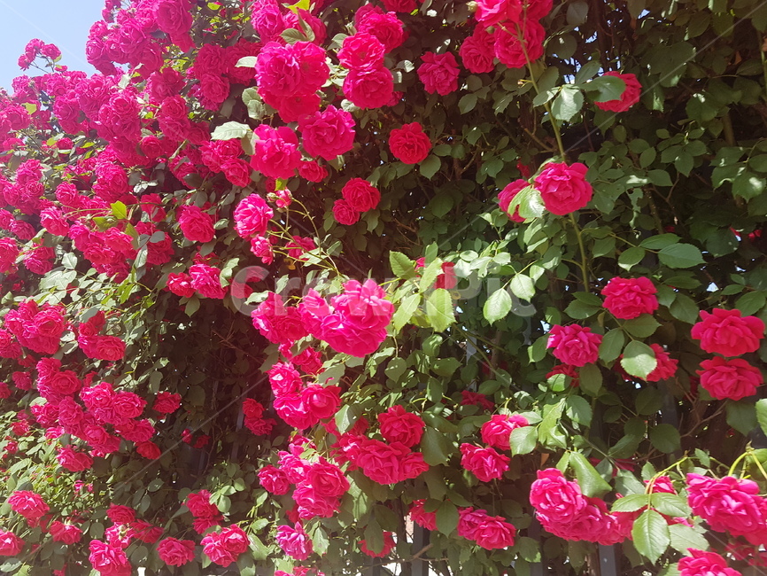 장미,장미꽃,rose,빨간색장미,빨강색장미,담벼락,빨간장미,붉은장미