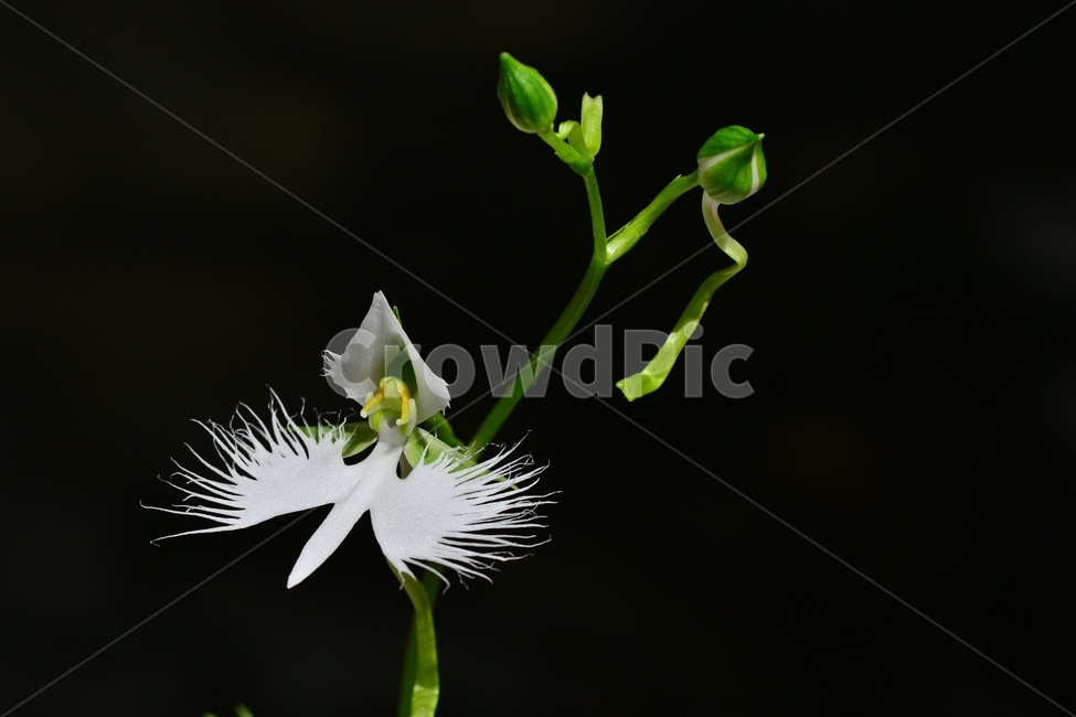 plant,식물,blossom,flower,꽃,난초과,관상용,하얀색,해오라비난초,해오라비난초꽃,야생화,다년생