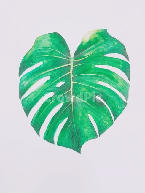 식물,그림,몬스테라,plant,botanical,보타니컬,monstera,drawing