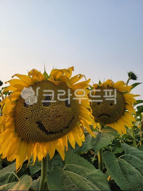 해바라기,sunflowers,꽃,웃음꽃,해바라기꽃,해바라기밭,노란색,노란꽃,sun,sunflower,flower,flowers,여름,여름꽃