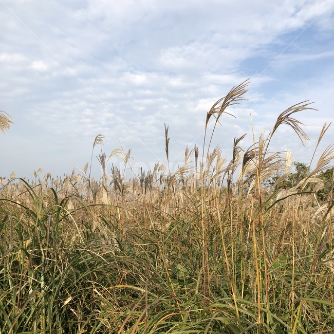 억새,가을,제주도,하늘,풍경,자연,jeju,sky,nature,fall,landscape,silvergrass