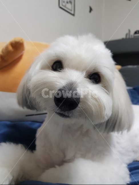 강아지,애견,동물,꼬똥,꼬똥드툴레아,cotondetulear,dog,animal