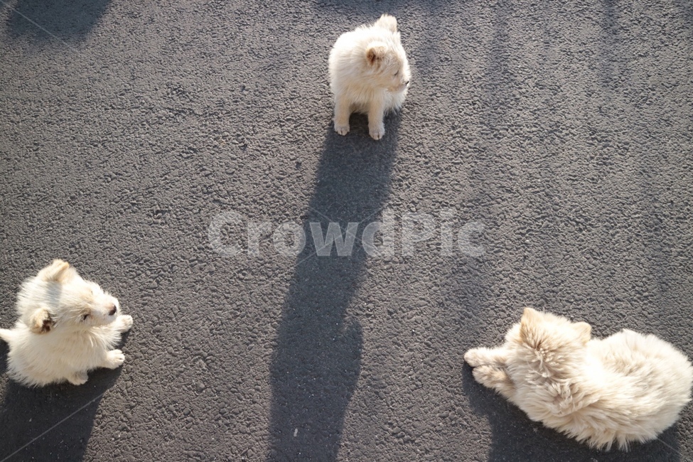 pet,animal,dog,강아지,개,진돗개,애완동물