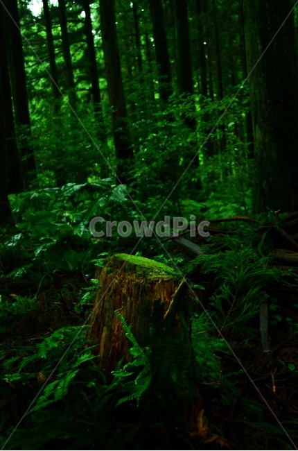 나무,자연,삼나무숲,숲,초록색,green,식물,자연,plants,nature,나무,trees,wood,휴식,힐링,rest,relaxation,healing