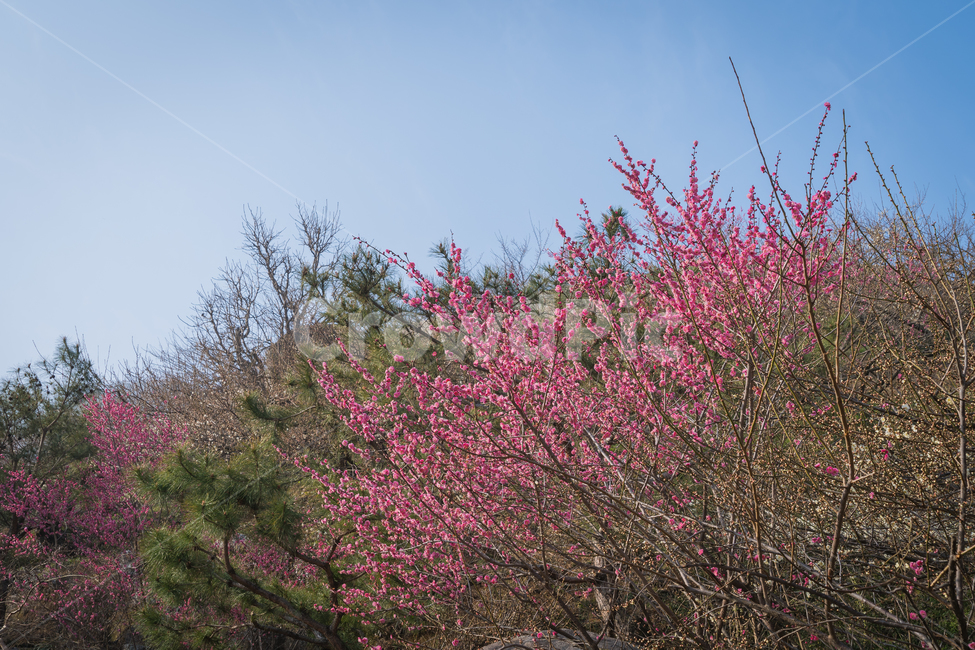 매화,홍매화,봄,꽃,자연,햇살,나무,하늘,봄,계절,spring,season,식물,자연,plants,nature,꽃,flower,plant,blossom