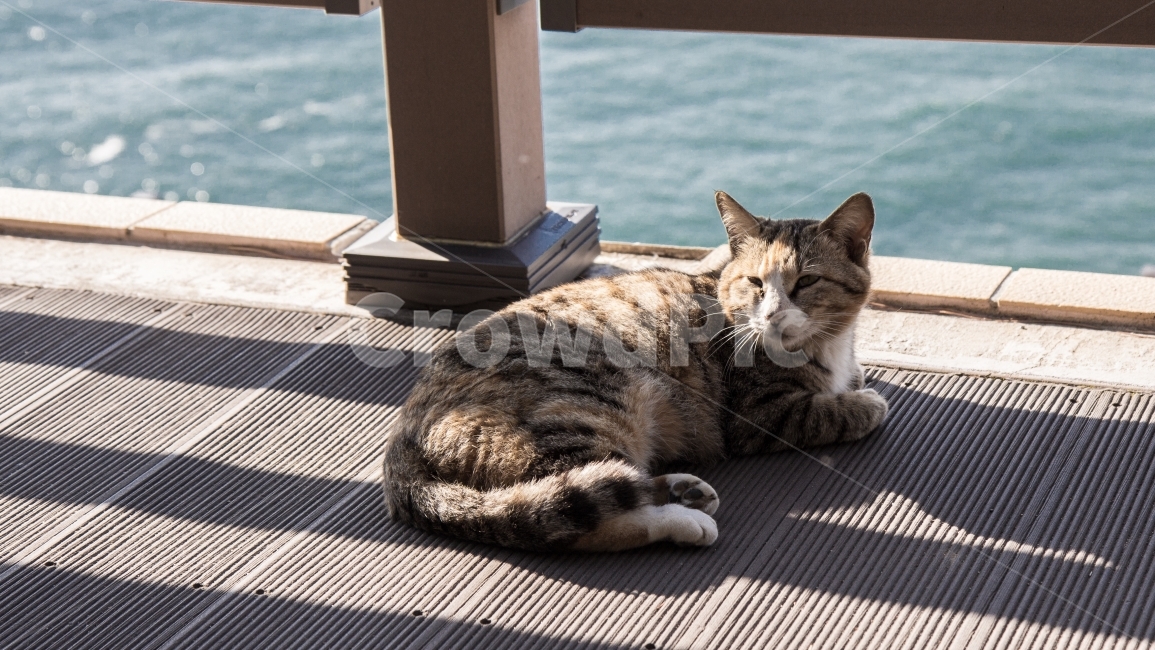 고양이,야옹이,Cat,동물,여유,동물,animal,포유류,mammal,고양이,cat,kitten,kitty