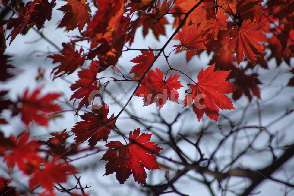 단풍,단풍나무,엽록소,가을,redleaves,가을,계절,fall,autumn,season,plant,식물,leaf,잎,tree,나무,maple