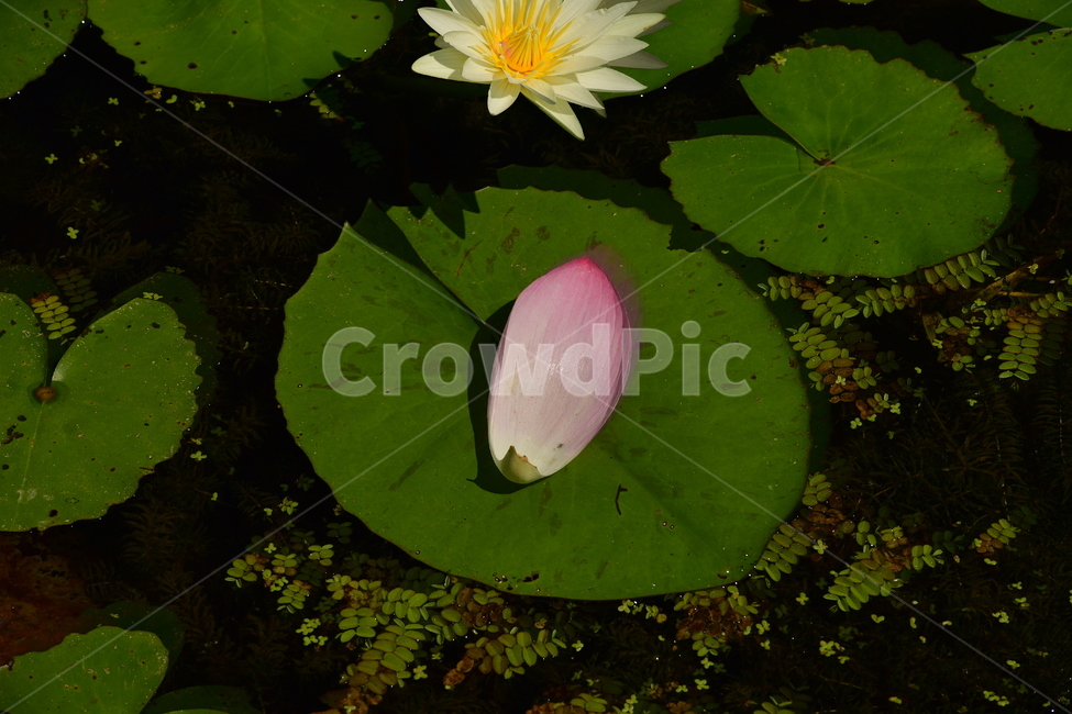 flower,lily,백합,plant,식물,꽃,blossom,연못백합,pondlily,식물,자연,plants,nature,꽃,flower